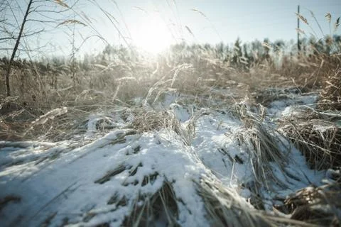 Winter Day at the Field Stock Photos