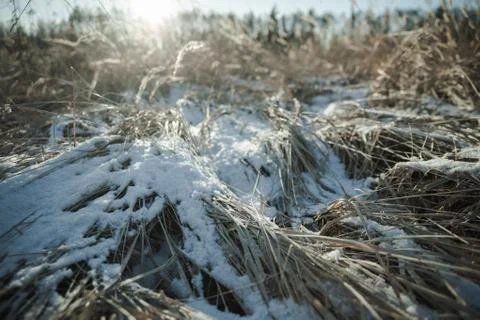 Winter Day at the Field Stock Photos