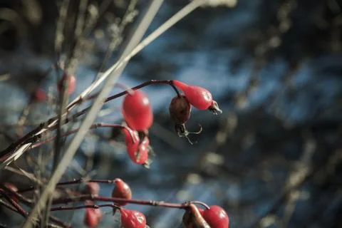 Winter Day at the Field Stock Photos