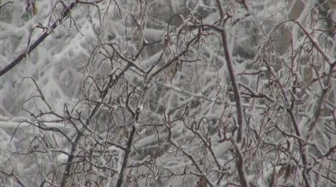 Winter day Vidéo 11606360