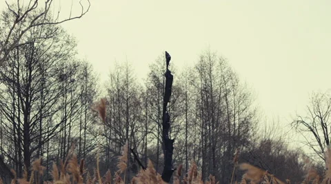 Winter Day Stock Footage 47246135