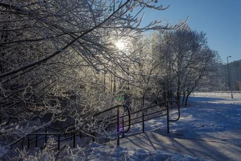 Winter day in the forest Stock Photos