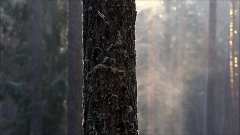 Winter day. Frost on tree gets a sunlight and turns in to a steam Stock Footage 99444554