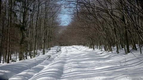 Winter Day Hike Walking in Beech Forest by Snow-Covered Walkway. Gimbal Stockbeeldmateriaal 73662528