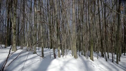 Winter Day Hike Walking in Beech Forest by Snow-Covered Walkway. Gimbal Видео 73662598