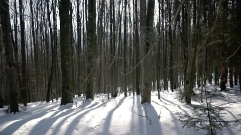Winter Day Hike Walking in Beech Forest by Snow-Covered Walkway. Gimbal Stockbeeldmateriaal 73662681