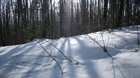 Winter Day Hike Walking in Beech Forest by Snow-Covered Walkway. Gimbal 動画素材 73662831