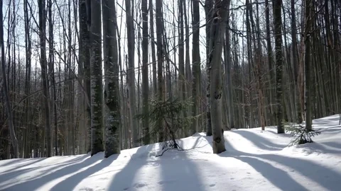Winter Day Hike Walking in Beech Forest by Snow-Covered Walkway. Gimbal Stock Footage 73662968