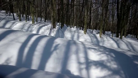 Winter Day Hike Walking in Beech Forest by Snow-Covered Walkway. Gimbal 動画素材 73663231