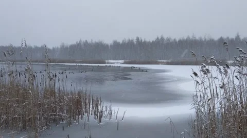 Winter day at the lake Stock Footage 146536872