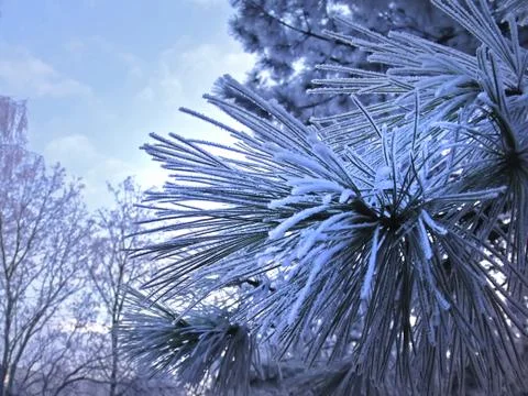 Winter day Stock Photos