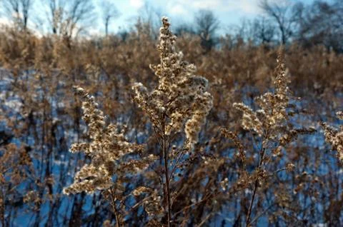 Winter day Stock Photos