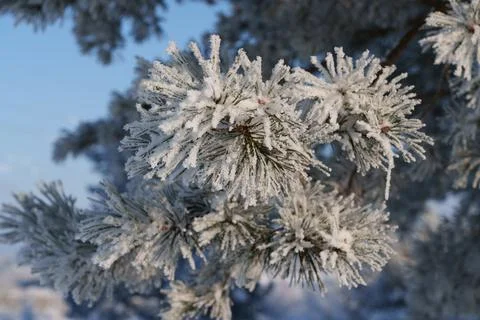 Winter day 写真素材