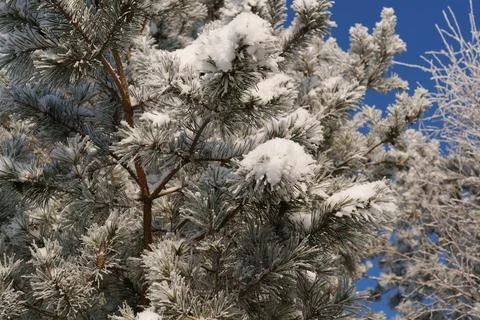Winter day Fotos Stock