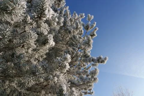 Winter day Fotos Stock