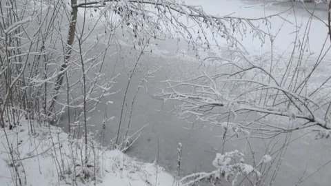 Winter day, on tree branches fell fresh white snow Stock Footage 123110475