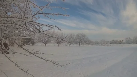 Winter day. Tree with frozen branches and field in snow covered. Stock Footage 71748213