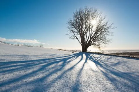 Winter day, tree with shadow and sun, Iceland Stock-Fotos