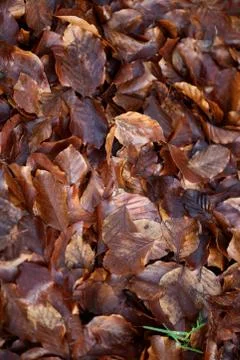Winter dead leafs on ground macro background high quality prints Stock Photos