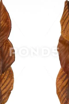 Winter Dead Leaves for Border Background Stock Photos