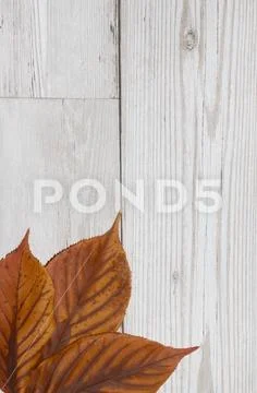 Winter Dead Leaves for Border Background Stock Photos