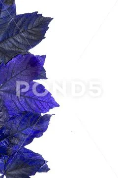 Winter Dead Leaves for Border Background Stock Photos