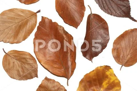 Winter Dead Leaves for Border Background Stock Photos