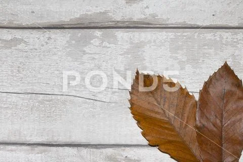 Winter Dead Leaves for Border Background Stock Photos