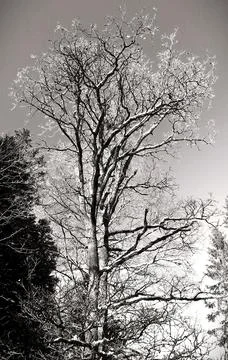 Winter Dead Tree Snowy Black and White Stock Photos