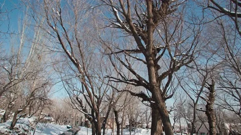 Winter dead trees and snowy scenes Stock Footage 233588791