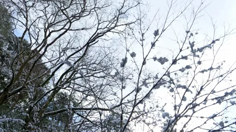 Winter, dead trees with snow, lonely atmosphere Stock Footage 323273093