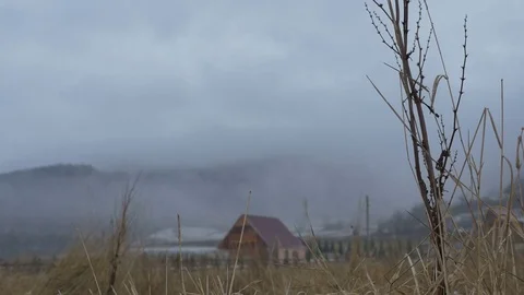 Winter Dead Vegetation Stock Footage 71034176