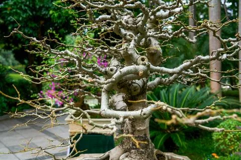Winter deciduous bonsai trees have unique curved branches Stock Photos