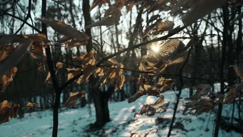 Winter deciduous forest in winter. Snow, sunset in the forest. Stock Footage 238481115