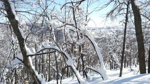 Winter deciduous trees snow. winter a landscape wild forest with dry trees a lot Stock Footage 170592959