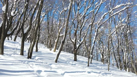 Winter deciduous trees snow. winter a landscape wild forest with dry trees a lot Stock Footage 170593038