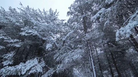 Winter decorate whole pine forest with snow. Tracking scene of nature Stock Footage 74990512