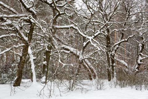 Winter deep forest Stock Photos