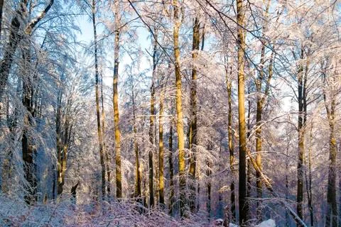 Winter deep forest Stock Photos