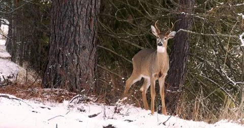 Winter Deer Foto stock