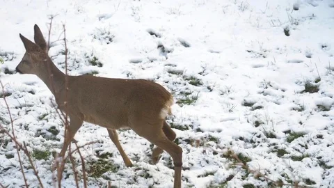 Winter Deer - Slow Motion Stock Footage 85093386