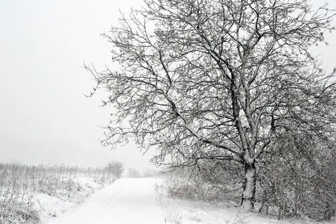 Winter in Denmark Stock Photos