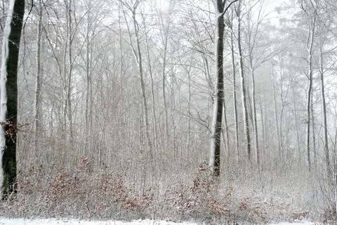 Winter in Denmark Stock Photos