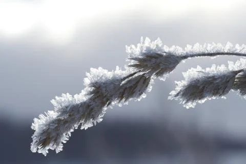 Winter detail Stock Photos