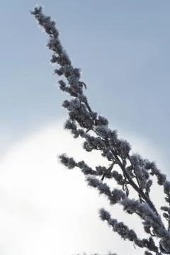 Winter detail Stock Photos