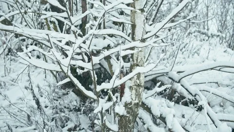 Winter in details Stock Footage 83077331