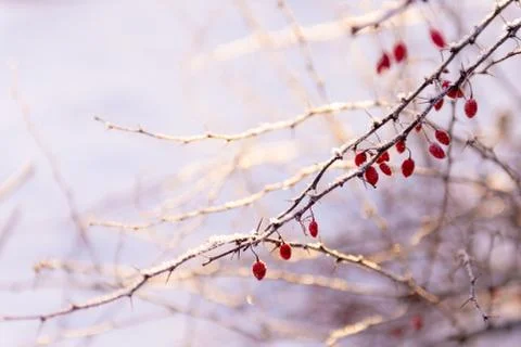Winter details Stock Photos