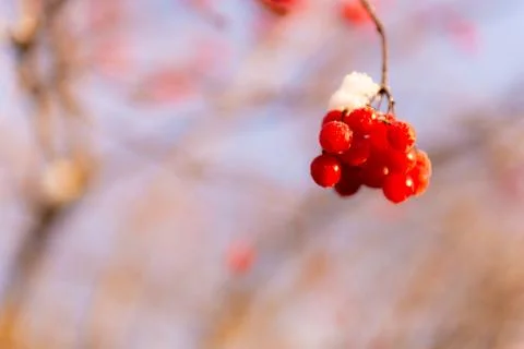 Winter details Stock Photos