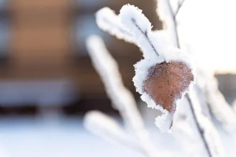 Winter details Stock Photos