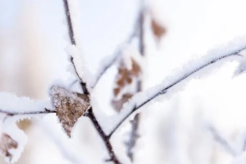 Winter details Stock Photos